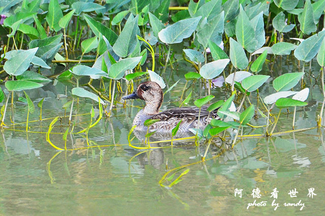 龍鑾潭1214D7000 001 (24).JPG 龍鑾潭1214D7000 001 (24).JPG