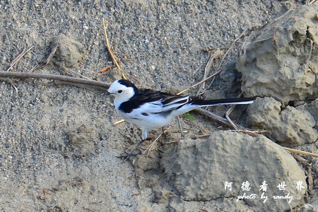 龍鑾潭1214D7000 001 (26).JPG 龍鑾潭1214D7000 001 (26).JPG