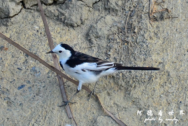 龍鑾潭1214D7000 001 (27).JPG 龍鑾潭1214D7000 001 (27).JPG