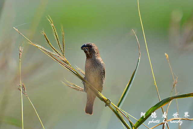 龍鑾潭1214D7000 001 (28).JPG 龍鑾潭1214D7000 001 (28).JPG