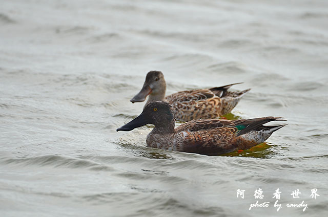 鰲鼓溼地1207 008.JPG 鰲鼓溼地1207 008.JPG