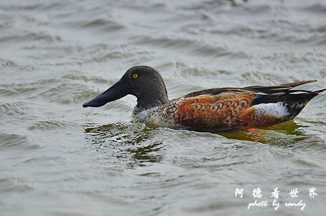 鰲鼓溼地1207 006.JPG 鰲鼓溼地1207 006.JPG