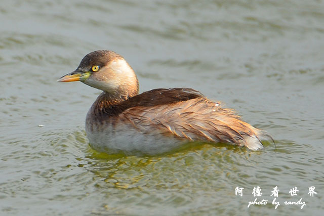 鰲鼓溼地1207 024.JPG 鰲鼓溼地1207 024.JPG