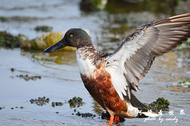 鰲鼓溼地1207 092.JPG 鰲鼓溼地1207 092.JPG