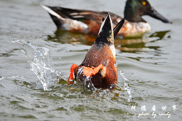 鰲鼓溼地1207 103.JPG 鰲鼓溼地1207 103.JPG