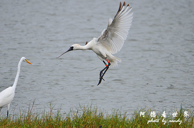 鰲鼓溼地1207 150.JPG 鰲鼓溼地1207 150.JPG