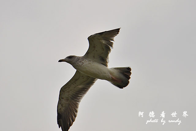 鰲鼓溼地1207 161.JPG 鰲鼓溼地1207 161.JPG