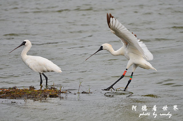 鰲鼓溼地1207 180.JPG 鰲鼓溼地1207 180.JPG