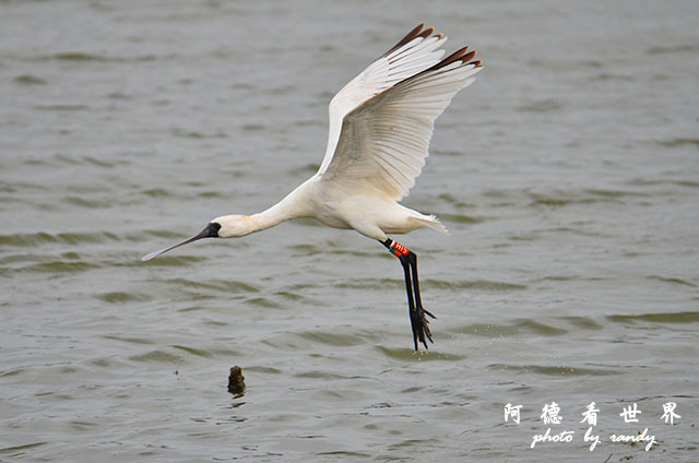 鰲鼓溼地1207 178.JPG 鰲鼓溼地1207 178.JPG