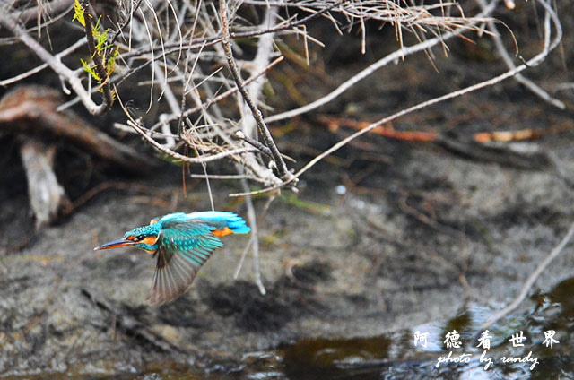 鰲鼓溼地1207 218.JPG 鰲鼓溼地1207 218.JPG