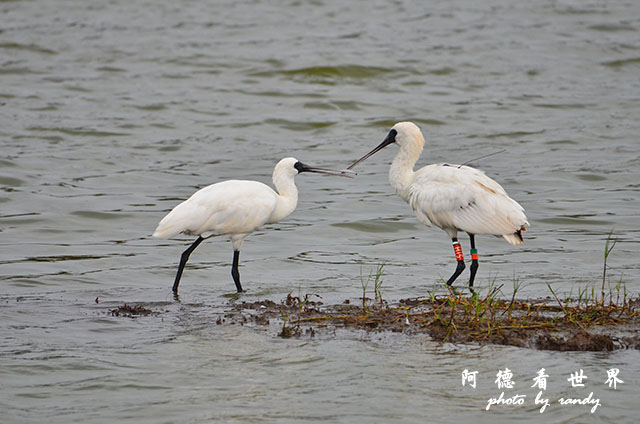鰲鼓溼地1207 188.JPG 鰲鼓溼地1207 188.JPG