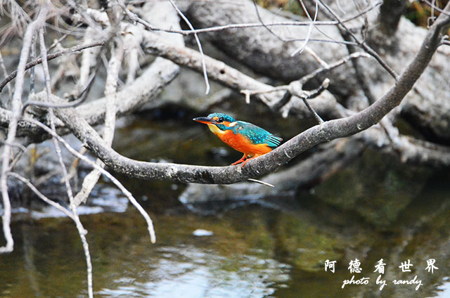 鰲鼓溼地1207 219.JPG 鰲鼓溼地1207 219.JPG