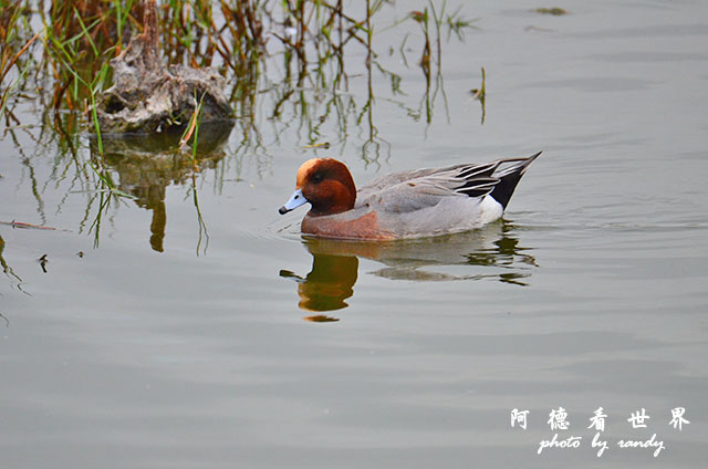 鰲鼓溼地1207 232.JPG 鰲鼓溼地1207 232.JPG