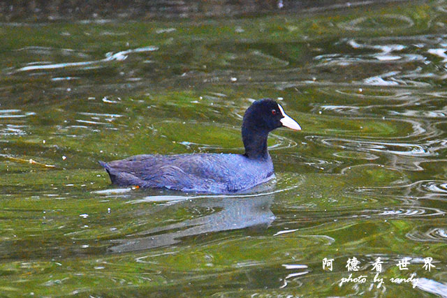 鰲鼓溼地1207 234.JPG 鰲鼓溼地1207 234.JPG