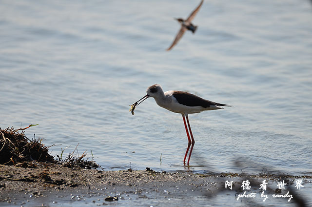 鰲鼓溼地1208D7000 028.JPG