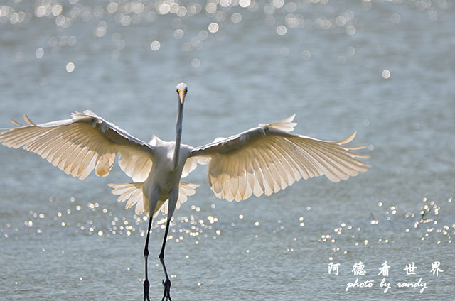 鰲鼓溼地1208D7000 021.JPG