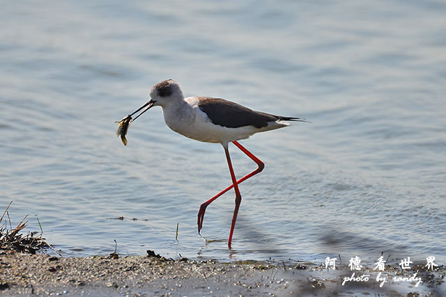 鰲鼓溼地1208D7000 029.JPG