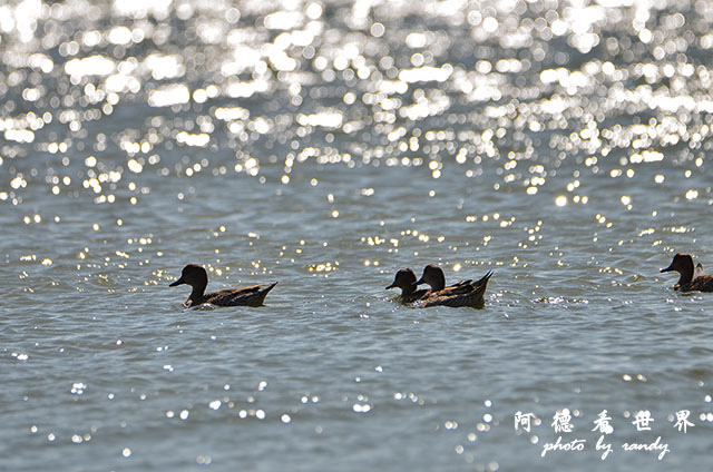 鰲鼓溼地1208D7000 038.JPG