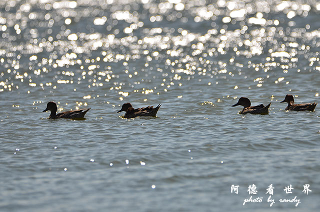 鰲鼓溼地1208D7000 041.JPG