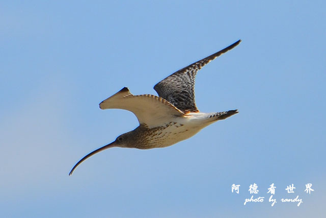 鰲鼓溼地1208D7000 082.JPG