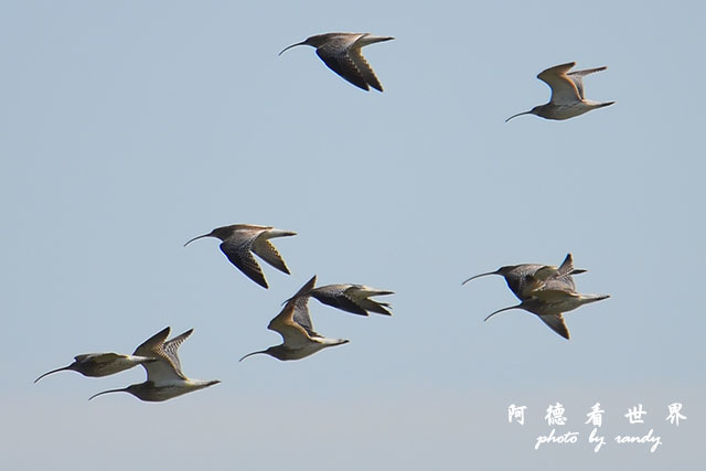 鰲鼓溼地1208D7000 075.JPG