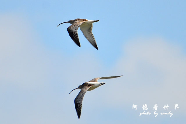 鰲鼓溼地1208D7000 085.JPG