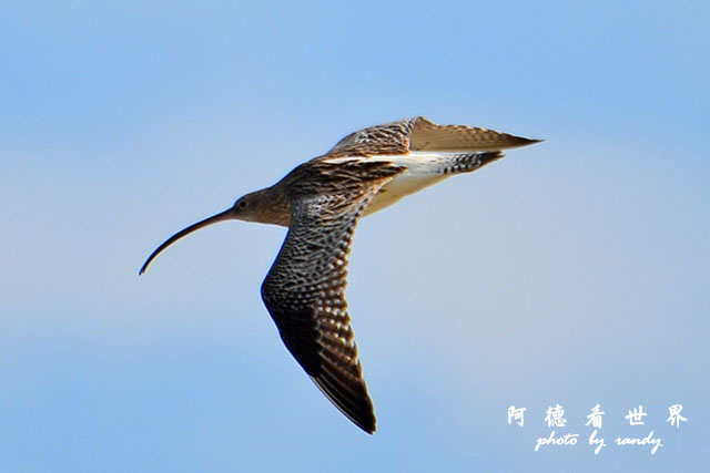 鰲鼓溼地1208D7000 083.JPG