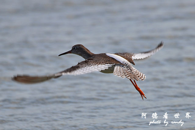 鰲鼓溼地1208D7000 105.JPG 鰲鼓溼地1208D7000 105.JPG