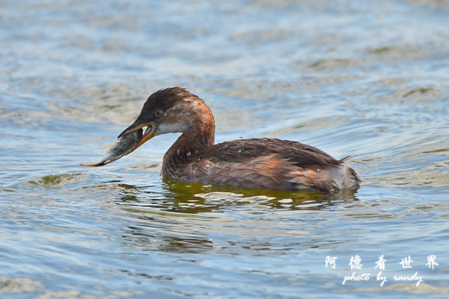 鰲鼓溼地1208D7000 122.JPG 鰲鼓溼地1208D7000 122.JPG