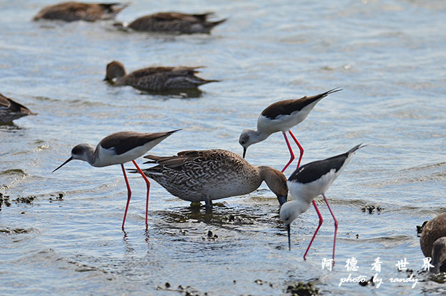 鰲鼓溼地1208D7000 119.JPG 鰲鼓溼地1208D7000 119.JPG
