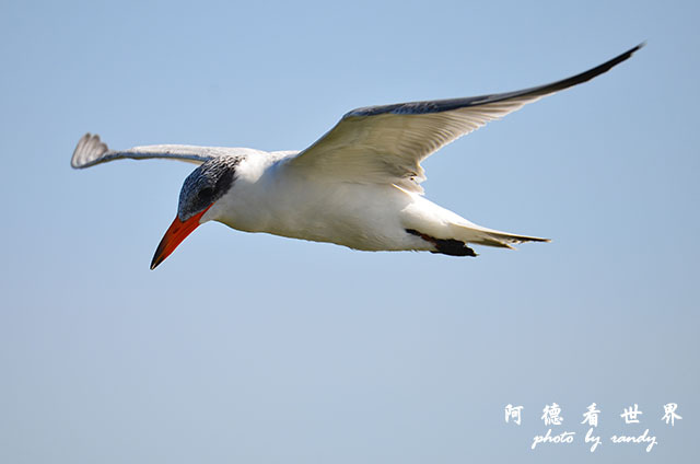 鰲鼓溼地1208D7000 135.JPG