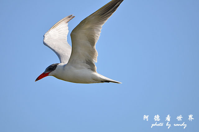 鰲鼓溼地1208D7000 145.JPG