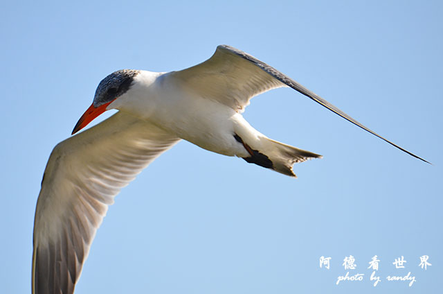 鰲鼓溼地1208D7000 143.JPG 鰲鼓溼地1208D7000 143.JPG