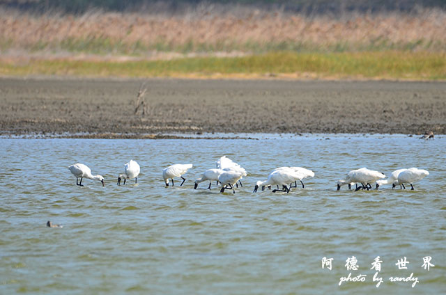 鰲鼓溼地1208D7000 193.JPG