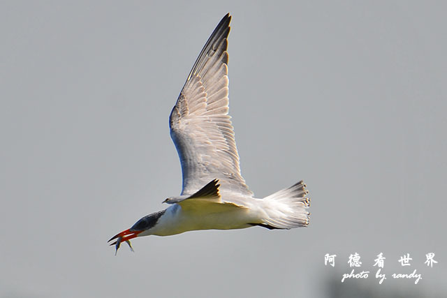鰲鼓溼地1208D7000 170.JPG 鰲鼓溼地1208D7000 170.JPG