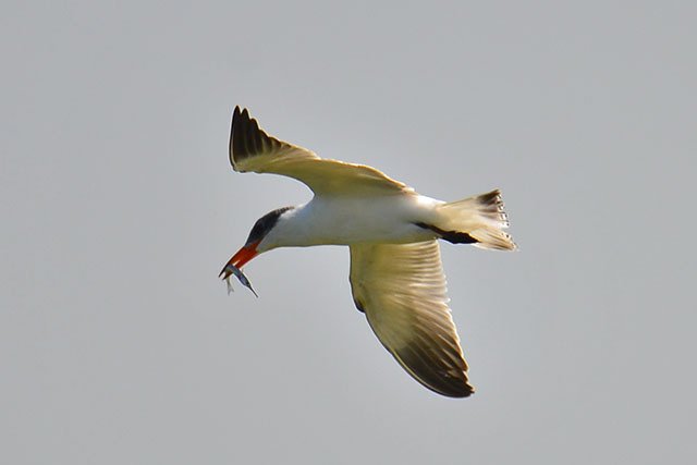 鰲鼓溼地1208D7000 174.JPG 鰲鼓溼地1208D7000 174.JPG