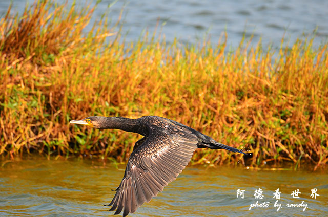 鰲鼓溼地1208D7000 206.JPG