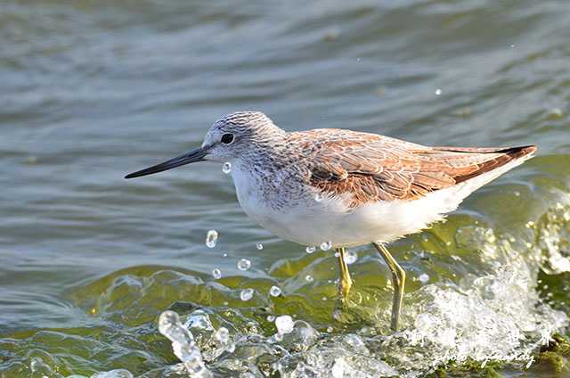 鰲鼓溼地1208D7000 245.JPG 鰲鼓溼地1208D7000 245.JPG