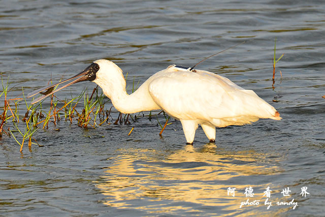 鰲鼓溼地1208D7000 273.JPG 鰲鼓溼地1208D7000 273.JPG