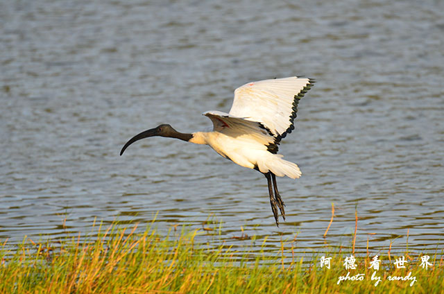 鰲鼓溼地1208D7000 282.JPG 鰲鼓溼地1208D7000 282.JPG