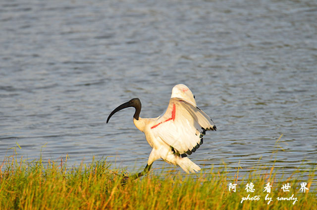 鰲鼓溼地1208D7000 283.JPG