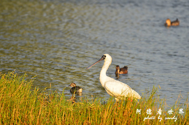 鰲鼓溼地1208D7000 289.JPG 鰲鼓溼地1208D7000 289.JPG