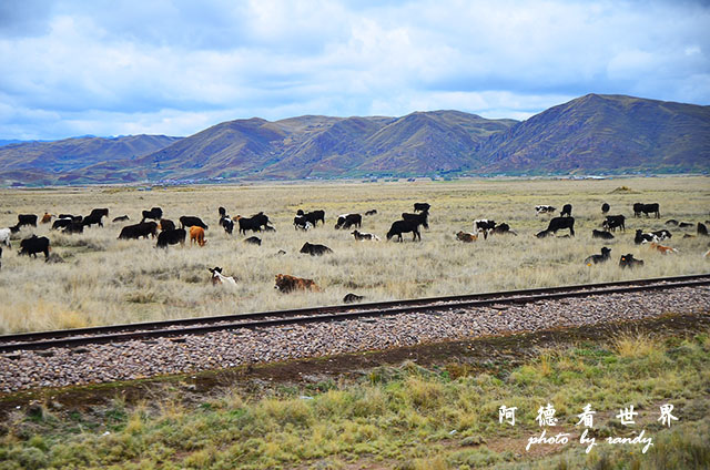 cuzco1D7 071.JPG cuzco1D7 071.JPG