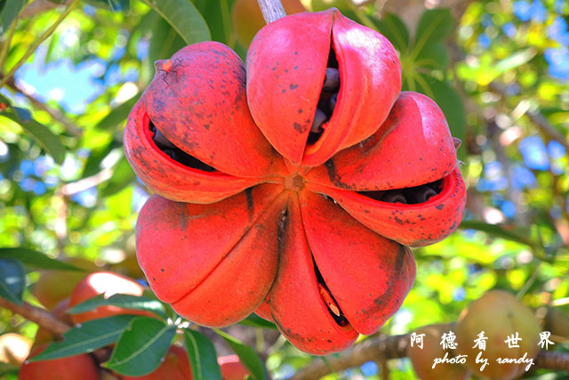 墾丁惠蓀八仙 (8).JPG 墾丁惠蓀八仙 (8).JPG