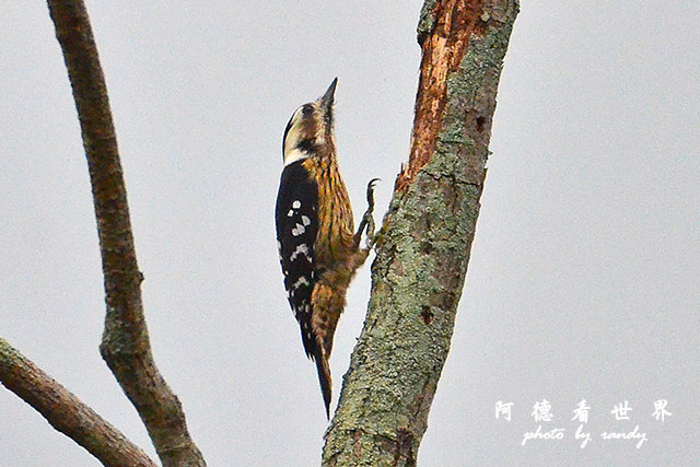 惠蓀林場1216D810 004.JPG 惠蓀林場1216D810 004.JPG