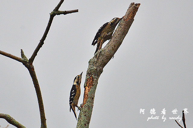 惠蓀林場1216D810 005.JPG 惠蓀林場1216D810 005.JPG