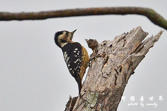 惠蓀林場1216D810 028.JPG 惠蓀林場1216D810 028.JPG