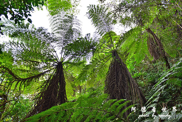 惠蓀林場1217D810 071.JPG 惠蓀林場1217D810 071.JPG