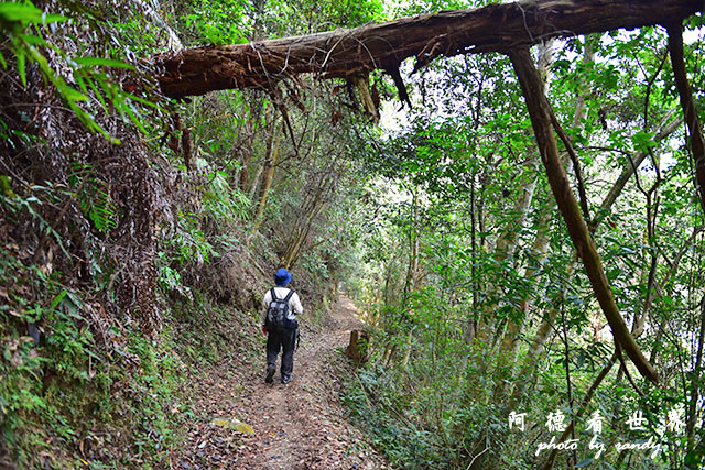 惠蓀林場1217D810 075.JPG 惠蓀林場1217D810 075.JPG