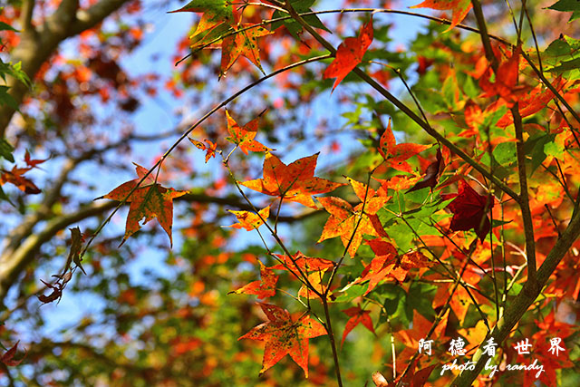 惠蓀林場1217D810 152.JPG 惠蓀林場1217D810 152.JPG